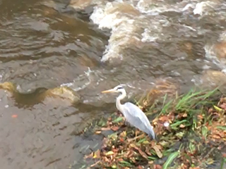 福田川１２　サギ